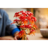 10348 Japanse esdoorn bonsaibo