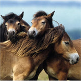 Puzzel 3x49 Puzzel Schattige ponys