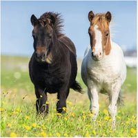 Puzzel 3x49 Puzzel Schattige ponys