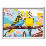 SON: Lovely Budgies
