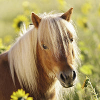 Puzzel 3x49 Puzzel Schattige ponys