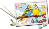 SON: Lovely Budgies