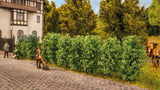 Noch thuja hecke