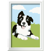 Creart SON: border collie