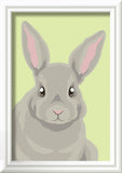 SON: Gray Rabbit