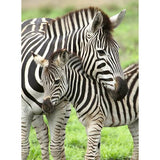 Puzzel 300 Zebra liefde